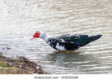 Cairina Moschata Domestica 图片、库存照片和矢量图 Shutterstock