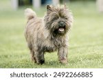 Cairn Terrier dog walking in a field on a bright sunny day
