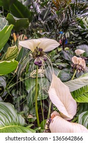 Cairns, Australia - February 17, 2019: Botanical Garden. Of The Taccaceae Family, The Tacca Integrifolia, Alias The Bat Plant And Flower Is A Beauty Out Of Tropical Asia.