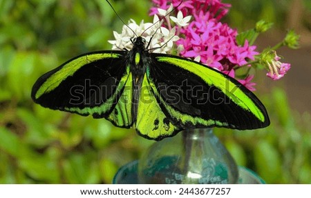 Cairns Birdwing Butterfly sitting on a Flower