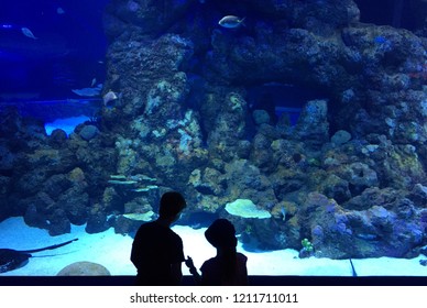 Cairns, Queensland / Australia - December 4 2017: Two Children Look At Fish In The Cairns Aquarium.