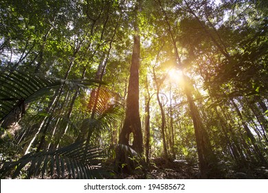 Cairns Rainforest