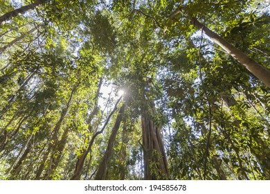 Cairns Rainforest