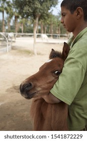 Cairo, Egypt - February 10, 2012: Egyptian Stableboy Holding A Scared Foal Before Vet Treatment.