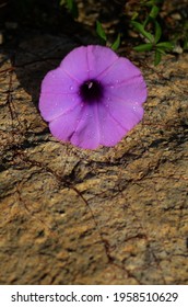 Cairo Morning Glory With Dew Of Water On The Rock