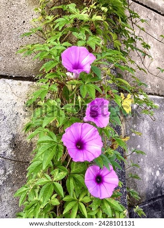 Cairo morning glory (ipomoea cairica) a beautiful flower that creeps up walls