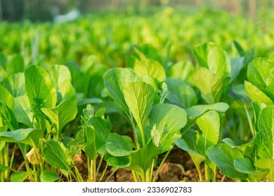 Caisim or green mustard grows in the fields. one of the popular leaf vegetables in Indonesia