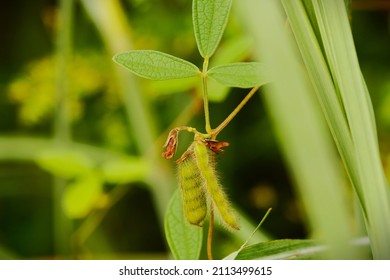 Cajanus Scarabaeoides, The Showy Pigeonpea.