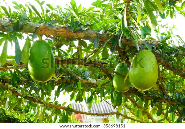 Calabash Tree Fruit Stock Photo (Edit Now) 356698151