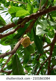 Calabash Tree In A Garden.