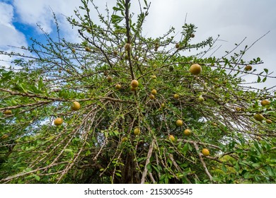 A Calabash Tree With Lots Of Fruit 