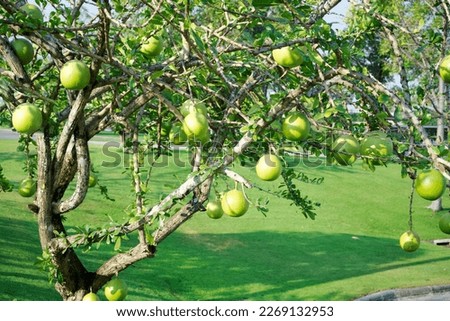Calabash Tree is a medium-sized succulent shrub. At the end of the leaves are thorny lobes, the edges are smooth, the fruit is spherical..