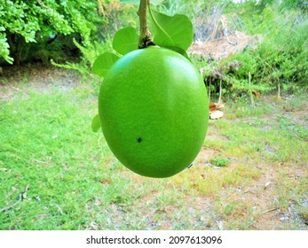 Calabash Tree Very Green Color