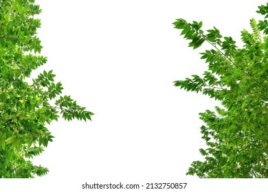 Calabura green leaves template, fresh Jam tree plant frame border, Malayan Cherry bush treetop isolated on white background.