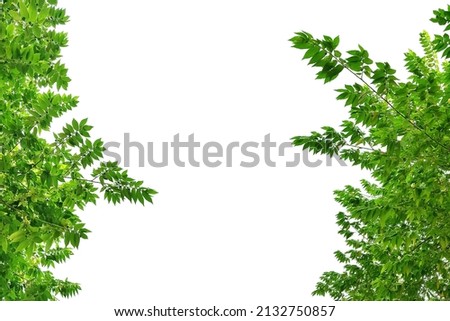 Calabura green leaves template, fresh Jam tree plant frame border, Malayan Cherry bush treetop isolated on white background.