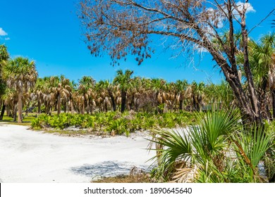 Caladesi Island State Park Nature