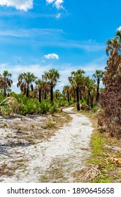 Caladesi Island State Park Nature