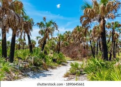 Caladesi Island State Park Nature