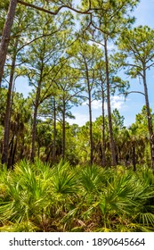 Caladesi Island State Park Nature