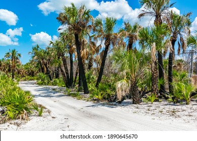 Caladesi Island State Park Nature