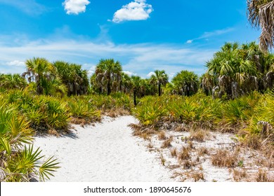 Caladesi Island State Park Nature