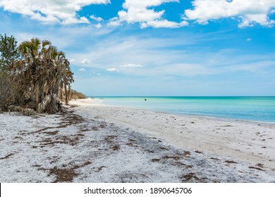 Caladesi Island State Park Nature