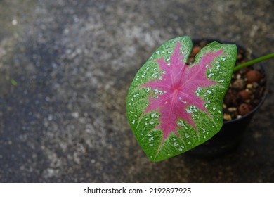 Caladium Alocasia Are Growing In A Pot On The Morning For Selective Focus And Blurred Background.An Ornamental Plant In The Home With Can Also Help Purify The Air And Absorb Toxins In The Home.