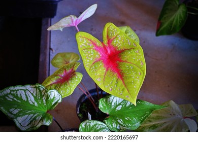 Caladium Alocasia Are Growing In A Pot For Sold In The Morning Market For Selective Focus.An Ornamental Plant In The Home With Can Also Help Purify The Air And Absorb Toxins In The Home.