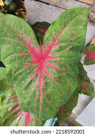 Caladium Bicolor (Aiton) Vent Has A Plant Height Of 30-60 Cm, Leaves Are Heart-shaped Or Slightly Rounded, Petiole Length Is 20-50 Cm.