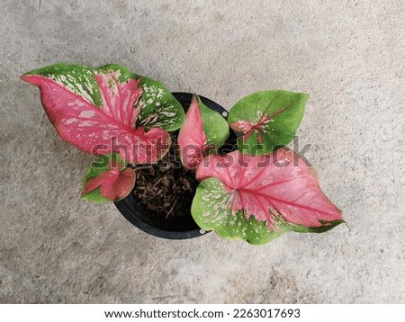 Caladium bicolor, beautifully patterned pink leaves used in the garden.Close-up of pink and green caladium plants. Thai Caladium bicolor air purifier plants.selecive focus.