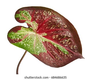 Caladium Bicolor Leaf Queen Leafy Plants Stock Photo 684686635 ...