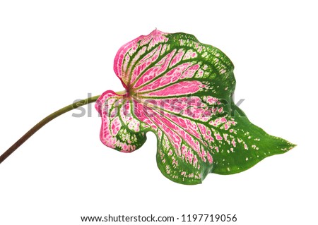 Caladium bicolor with pink leaf and green veins (Florida Sweetheart), Pink Caladium foliage isolated on white background, with clipping path      