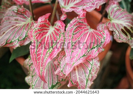 Caladium bicolor pink leaves texture