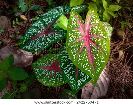 Caladium bicolor plant, in Indonesia it is called keladi hias,is a genus of flowering plants in the family Araceae. They are often known by the common name elephant ear 