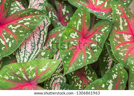 Caladium bicolor Vent leaf, Background texture