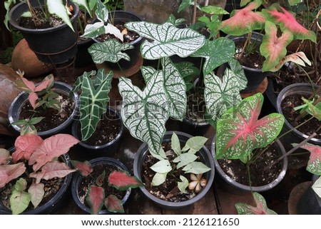 Caladium Bicolor Vent or Caladium tree. Closeup many green leaves with beautiful stripes of Caladium tree on pot in garden with morning light. Top view of tropical leaves bush.