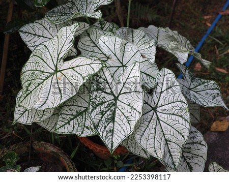 Caladium bicolor or Caladium x hortulanum (fancy-leaved caladium) ; A classic caladium with snow-white, heart-shaped leaves and dark green veins plant growing in the pot