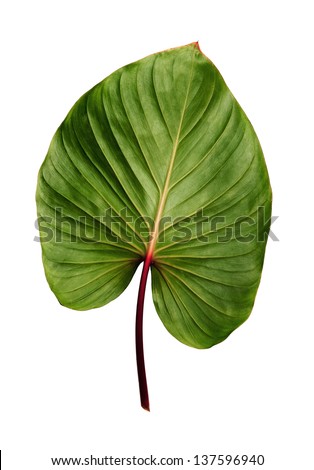 Caladium leaf isolated on white background