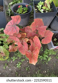 Caladium is a leafy ornamental plant with variegated and patterned foliage. Caladium ‘Valentina’: possesses red leaves with dark green leaf veins. - Shutterstock ID 2252590511