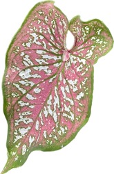 Caladium Leaves, Thai Species On White Background