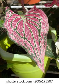 Caladium Pink Symphony Has  Multi-colored, Large, Arrow-like Leaves And Blotches Of Red, Rose, Pink, White, Bronze And Green. It Always Stunning To Its Favorite.