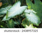 Caladium ‘Aaron’ plant with green and white leaves color among morning sunlight                                