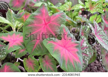 Caladium Plant in Pink Green Leaves