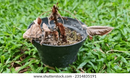 Caladium plants that have withered and died of drought in small black plastic pots against a background of green grass.