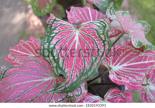 Caladium Queen Leaves Heart Scientific Name Stock Photo (Edit Now ...