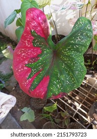 Caladium Red Baret In Pot