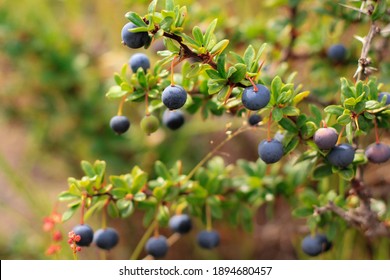 Calafate Berries At Estancia Cerro Paine, Close To Refugio Torre Central, Torres Del Paine, Chile. Fruit That Inspires The Mith: Those Who Eat Calafate Berry Will Return To Patagonia's Landscapes.