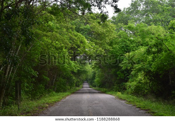 Calakmul Jungle\
Road