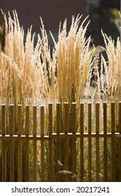 Calamagrostis Acutiflora  Karl Foerster Feather Reed Grass Behind Wood Fence