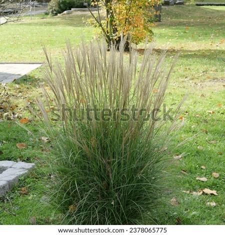 Calamagrostis x acutiflora 'Karl Foerster'. Narrow clump of Feather reed-grass with golden tan to pink loose feathery flowers at top of stalks as ornamental plant in a park